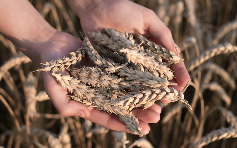 Agricultural Commodity Sourcing